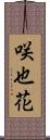 咲也花 Scroll