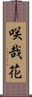 咲哉花 Scroll