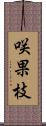 咲果枝 Scroll