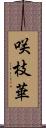 咲枝華 Scroll