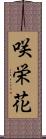 咲栄花 Scroll