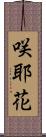 咲耶花 Scroll