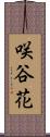 咲谷花 Scroll