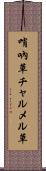 哨吶草 Scroll
