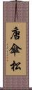 唐傘松 Scroll