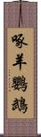 啄羊鸚鵡 Scroll
