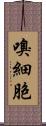 嗅細胞 Scroll