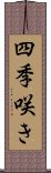 四季咲き Scroll