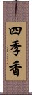 四季香 Scroll