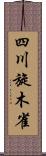 四川旋木雀 Scroll