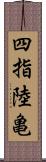四指陸亀 Scroll