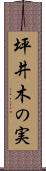 坪井木の実 Scroll
