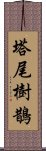 塔尾樹鵲 Scroll