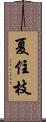 夏住枝 Scroll