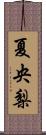 夏央梨 Scroll