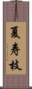 夏寿枝 Scroll
