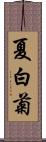 夏白菊 Scroll