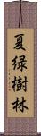 夏緑樹林 Scroll