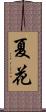 夏花 Scroll