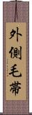 外側毛帯 Scroll