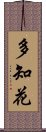 多知花 Scroll