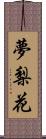 夢梨花 Scroll