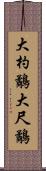 大杓鷸 Scroll