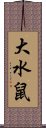 大水鼠 Scroll