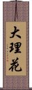 大理花 Scroll