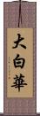 大白華 Scroll