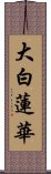 大白蓮華 Scroll