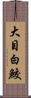 大目白鮫 Scroll