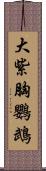 大紫胸鸚鵡 Scroll