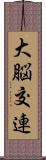 大脳交連 Scroll