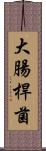 大腸桿菌 Scroll