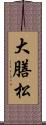 大膳松 Scroll