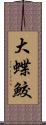 大蝶鮫 Scroll