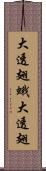 大透翅蛾 Scroll