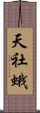 天社蛾 Scroll