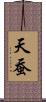 天蚕 Scroll