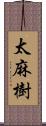太麻樹 Scroll