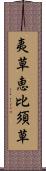 夷草 Scroll