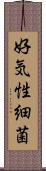 好気性細菌 Scroll