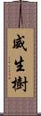 威生樹 Scroll