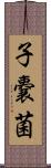 子嚢菌 Scroll