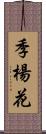 季楊花 Scroll