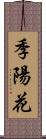 季陽花 Scroll