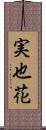 実也花 Scroll