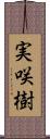 実咲樹 Scroll