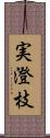 実澄枝 Scroll